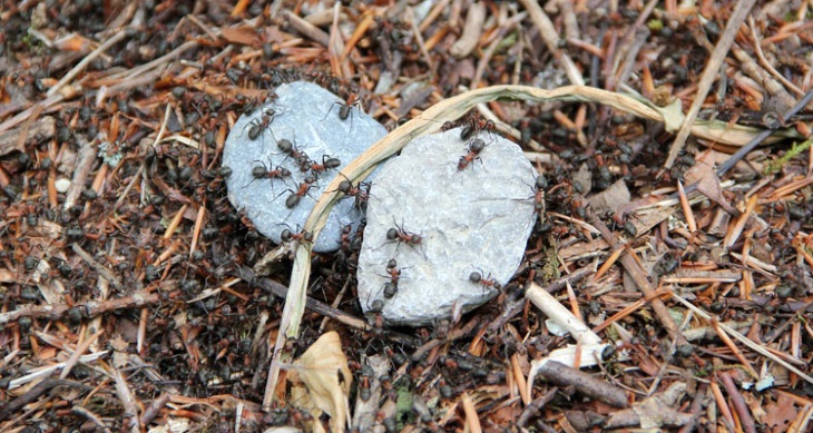 دفع آفت مورچه ها از گل صد تومانی